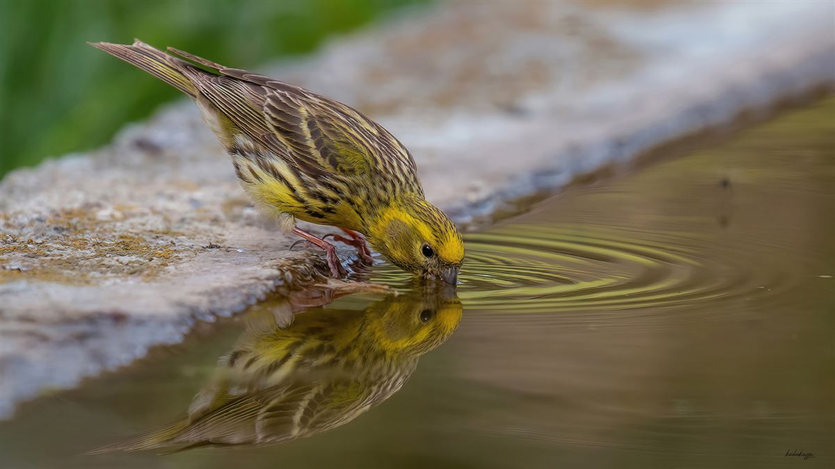 European Serin