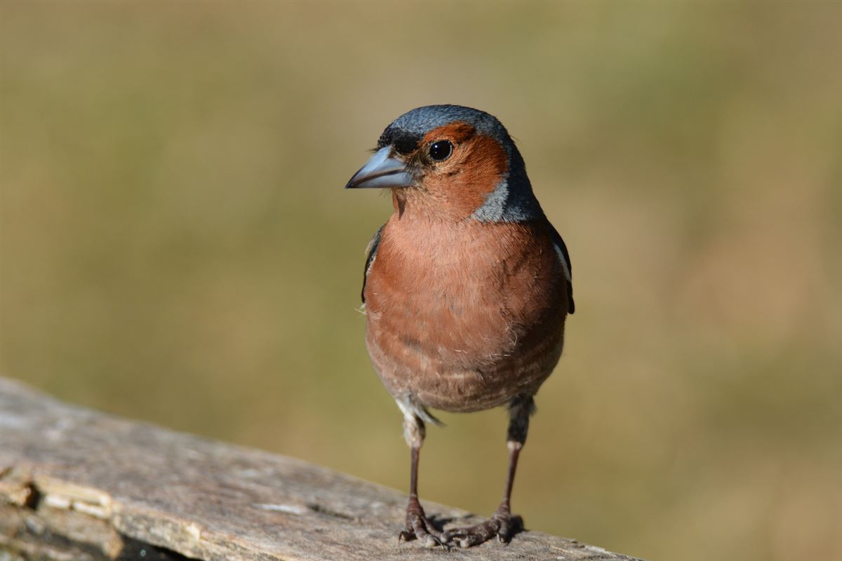 Common Chaffinch
