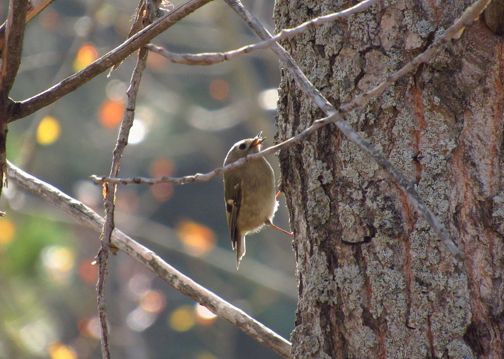 Goldcrest
