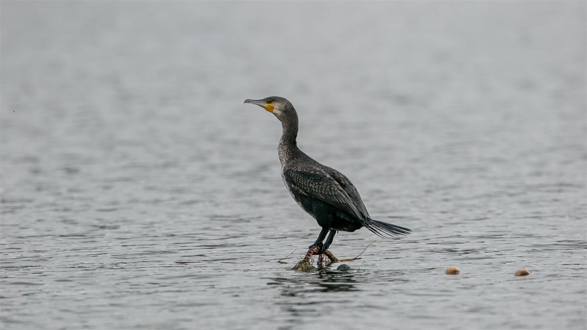 Karabatak