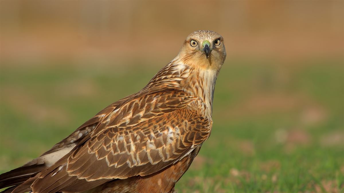 Long-legged Buzzard
