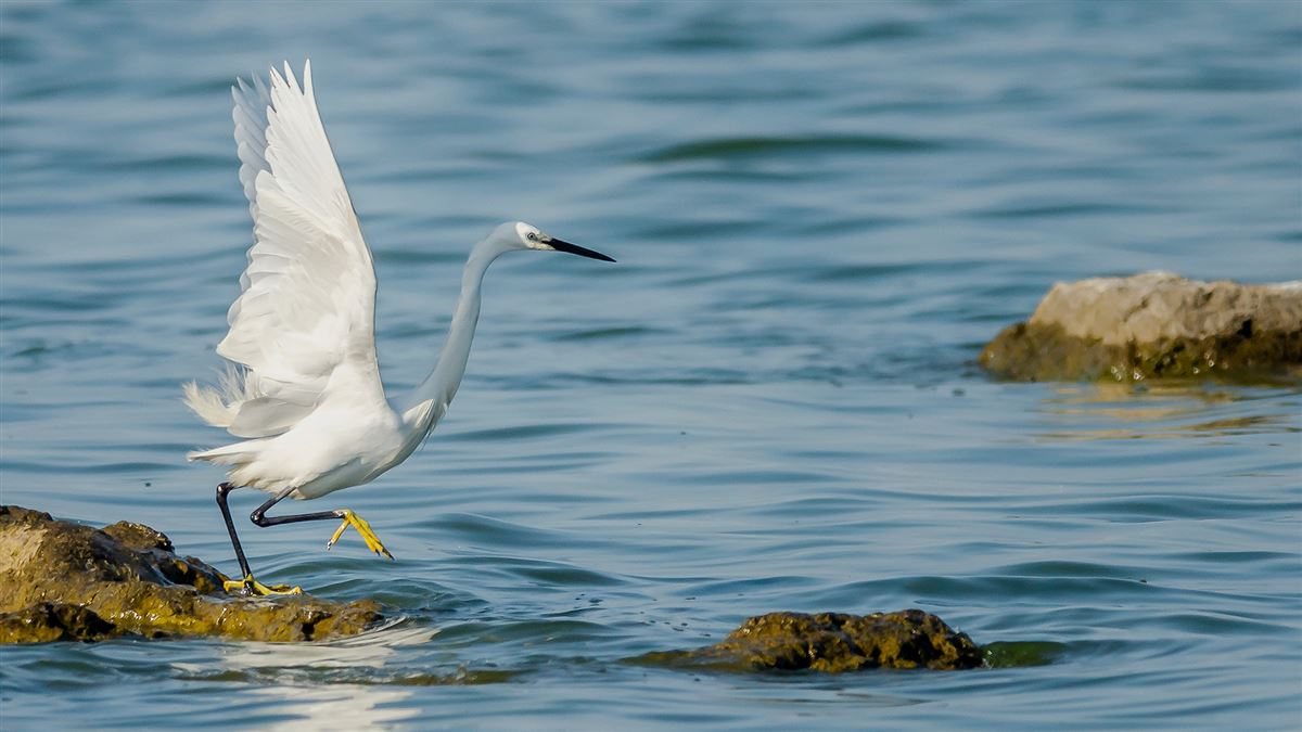 Little Egret