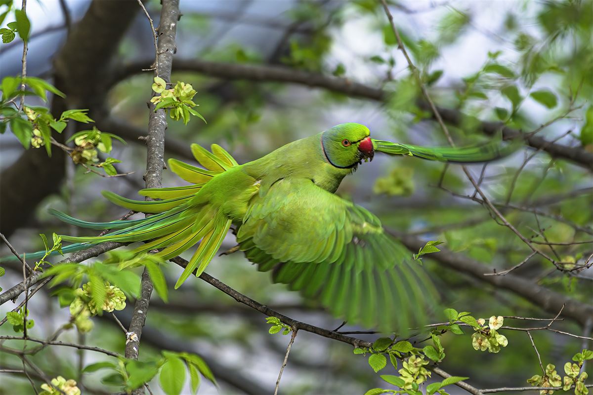Rose-ringed Parakeet