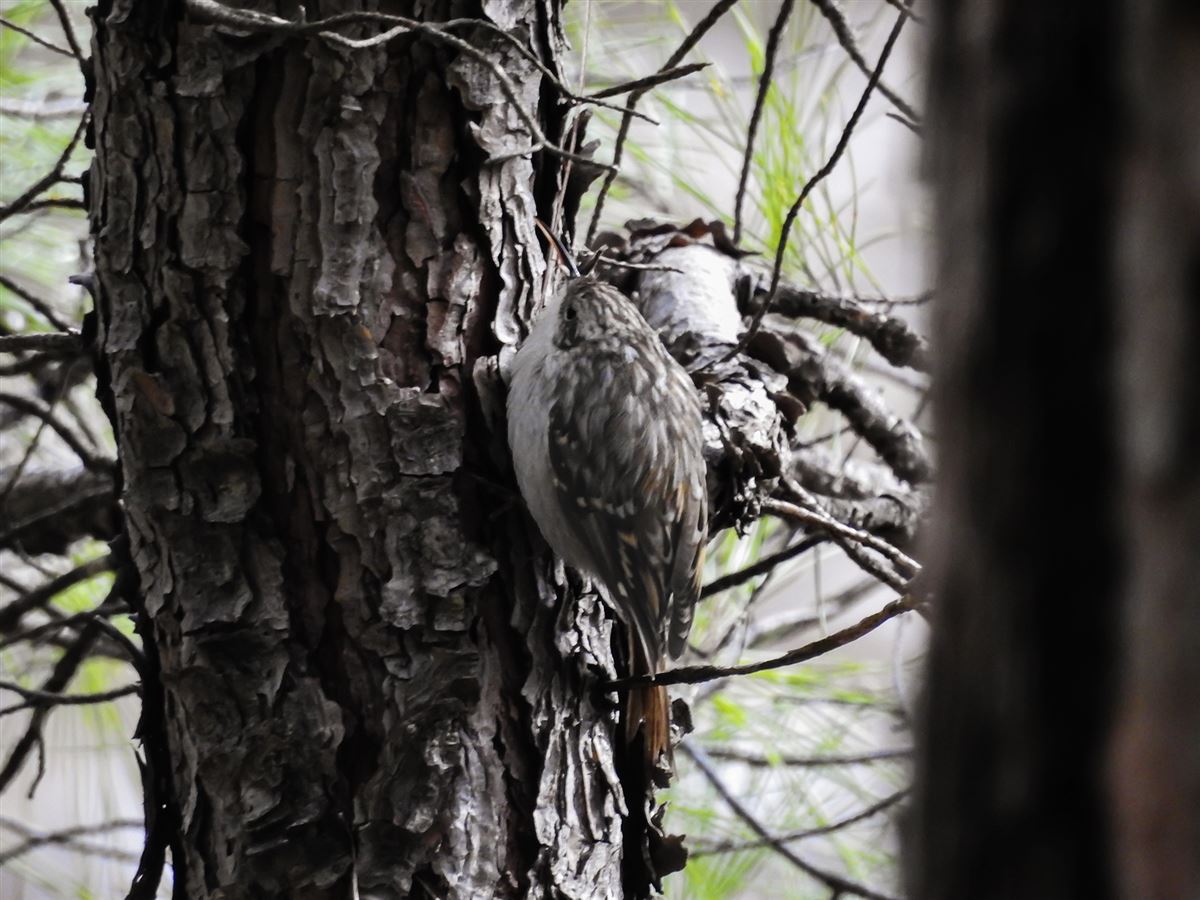 Short-toed Treecreeper