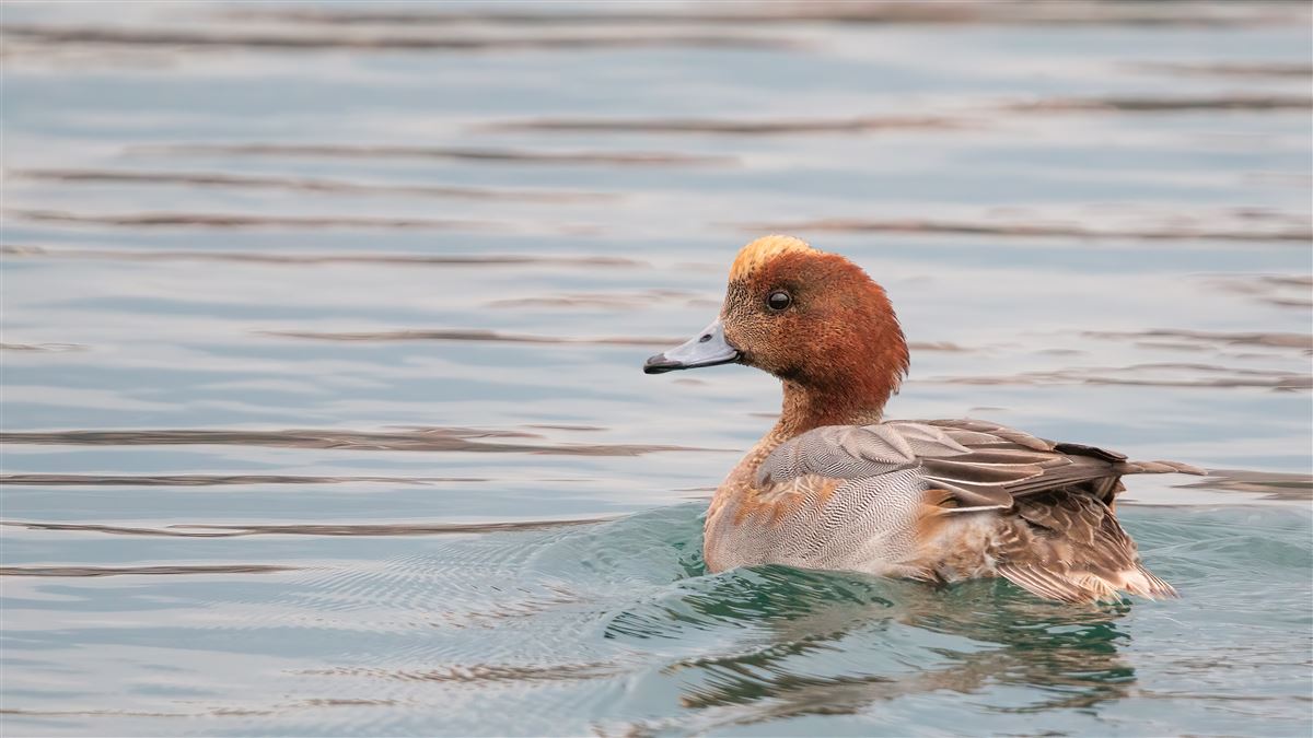 Eurasian Wigeon