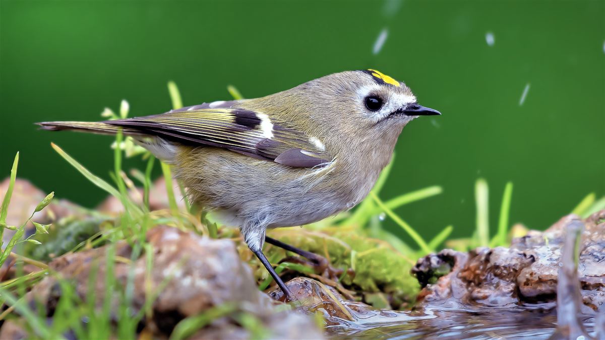 Goldcrest