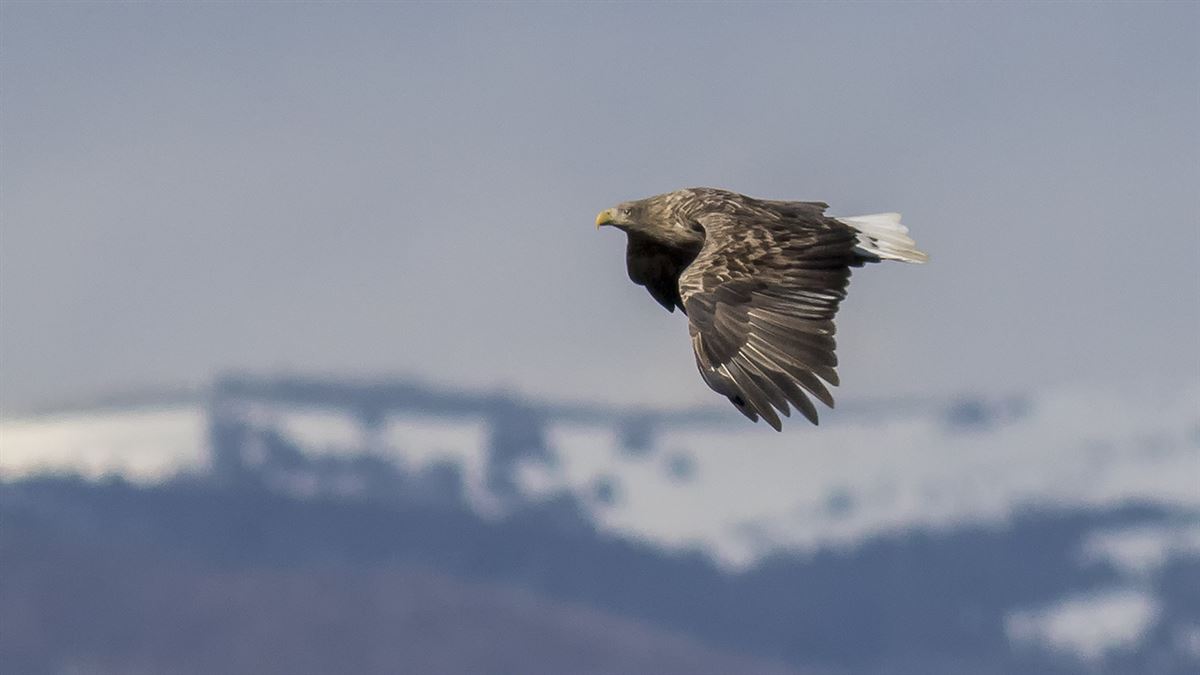 White-tailed Eagle