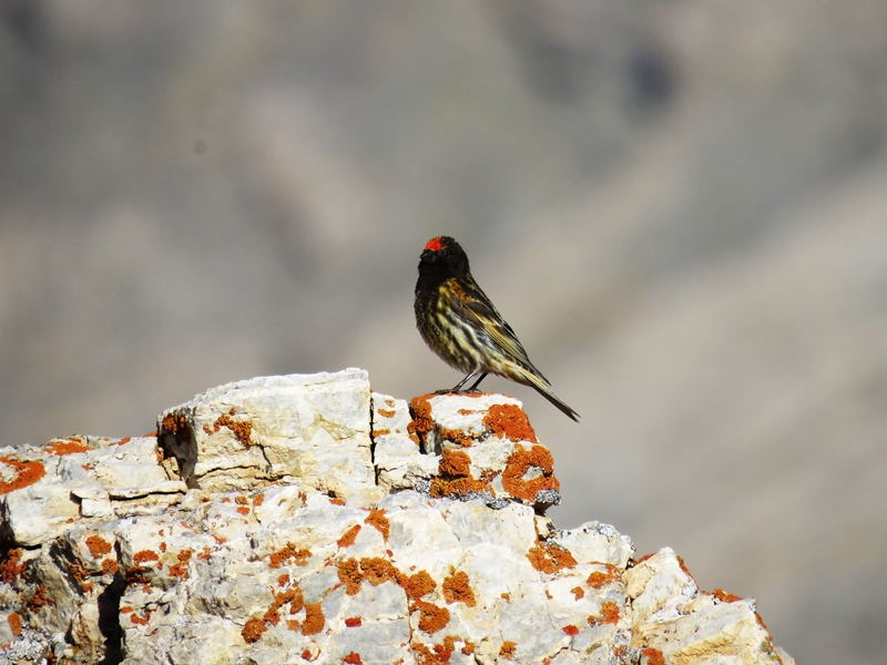 Red-fronted Serin