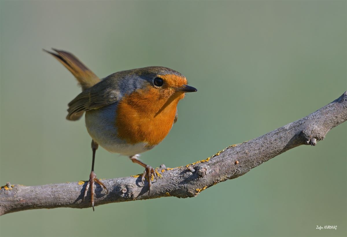 European Robin
