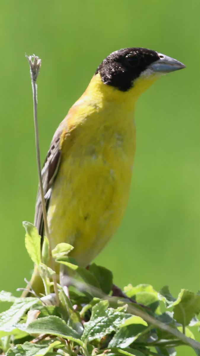 Black-headed Bunting