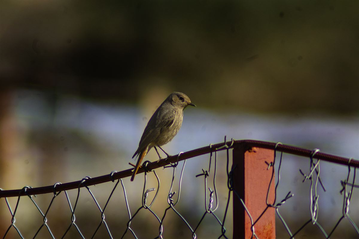 Black Redstart