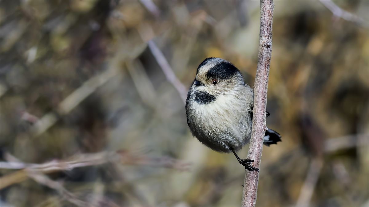 Long-tailed Tit
