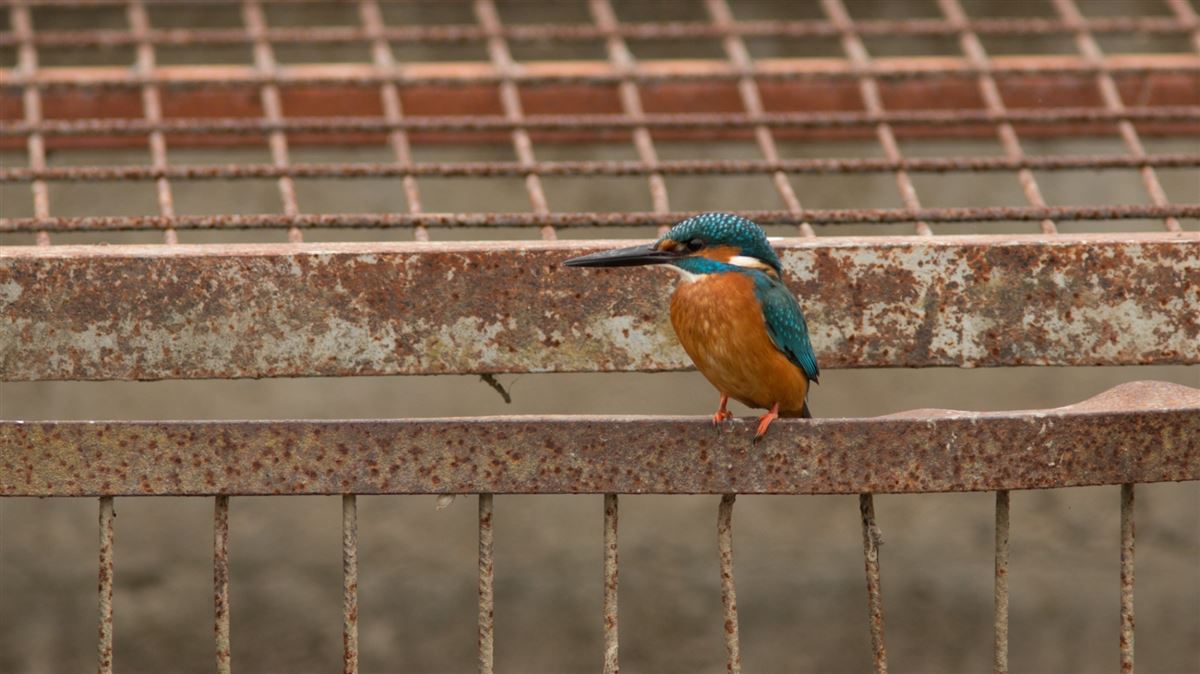 Common Kingfisher