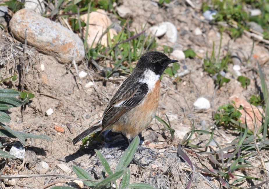 European Stonechat