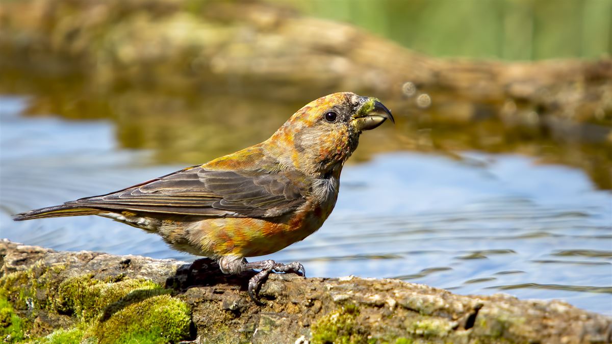 Red Crossbill