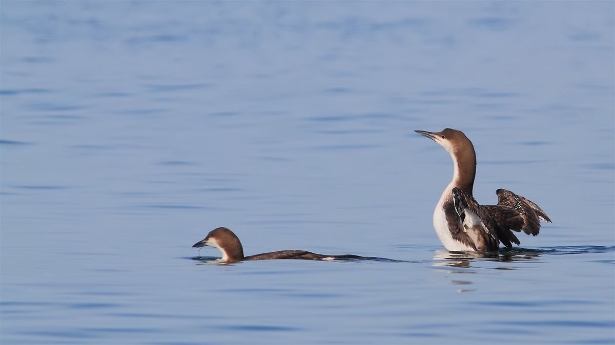 Black-throated Loon