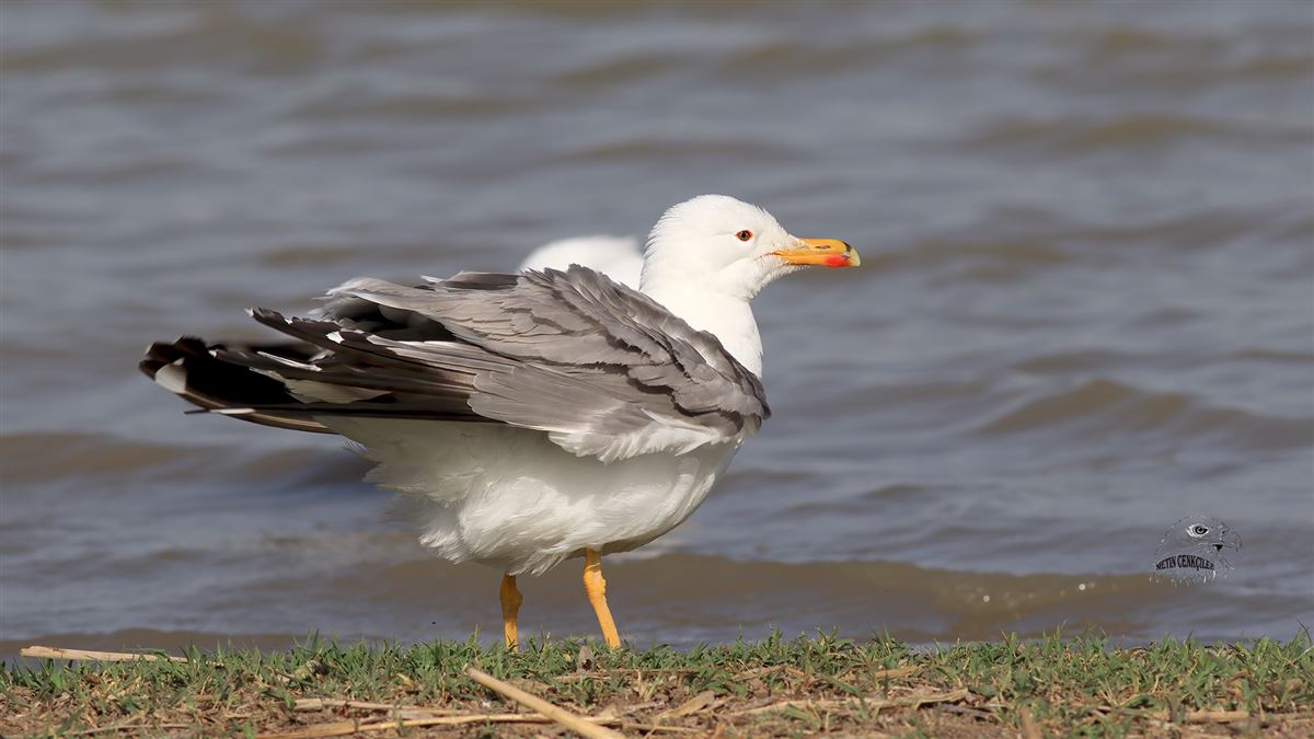 Armenian Gull