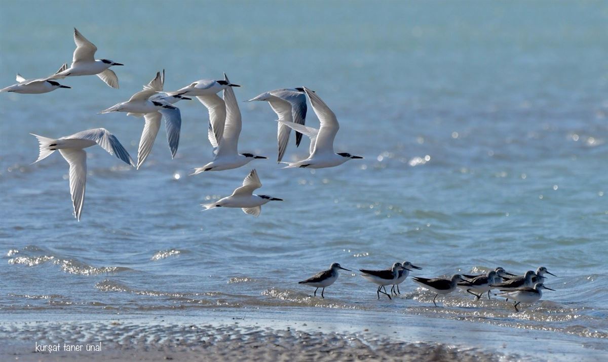 Sandwich Tern