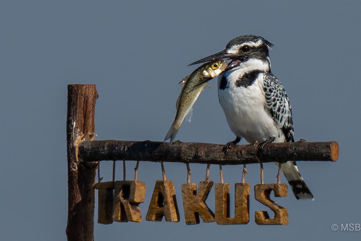 Pied Kingfisher