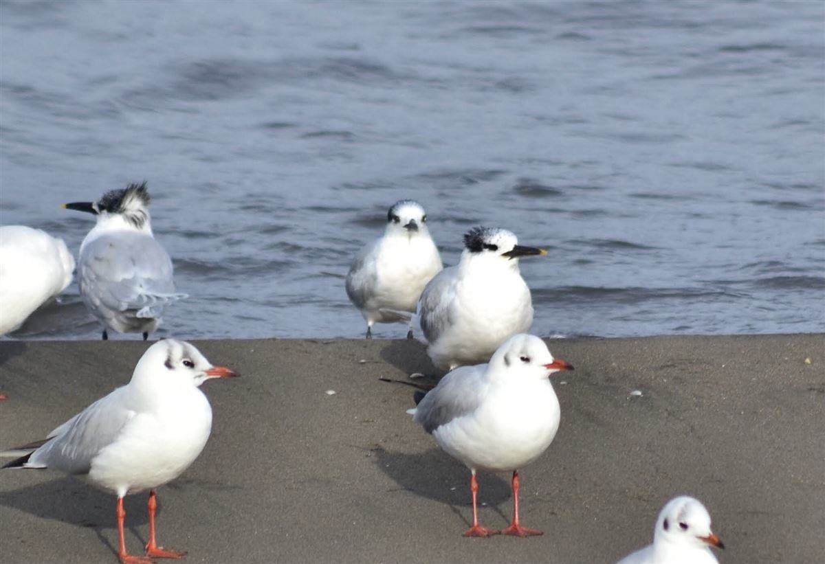 Sandwich Tern