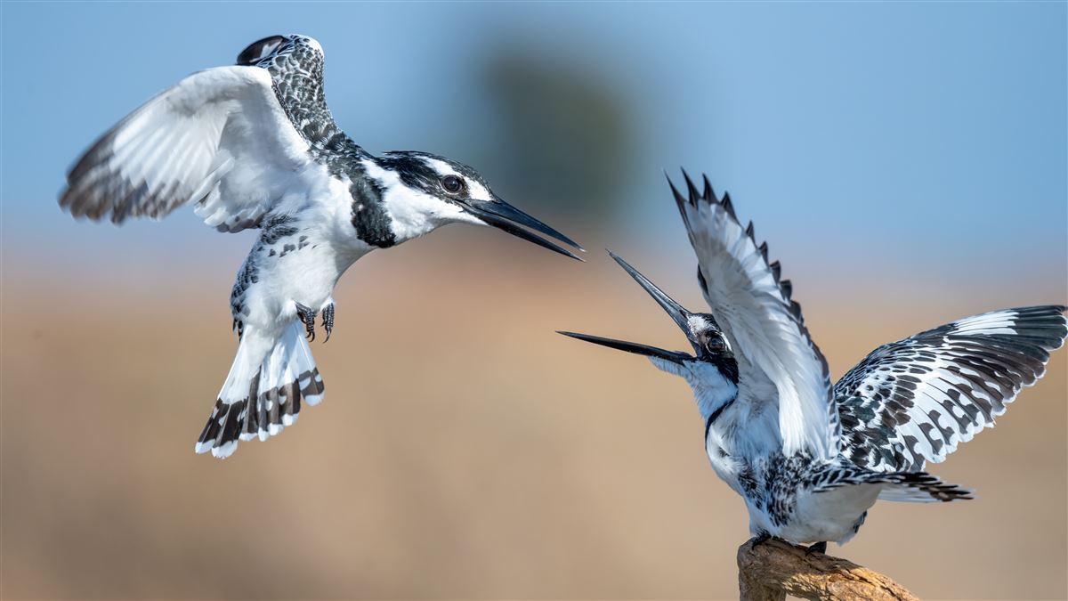 Pied Kingfisher