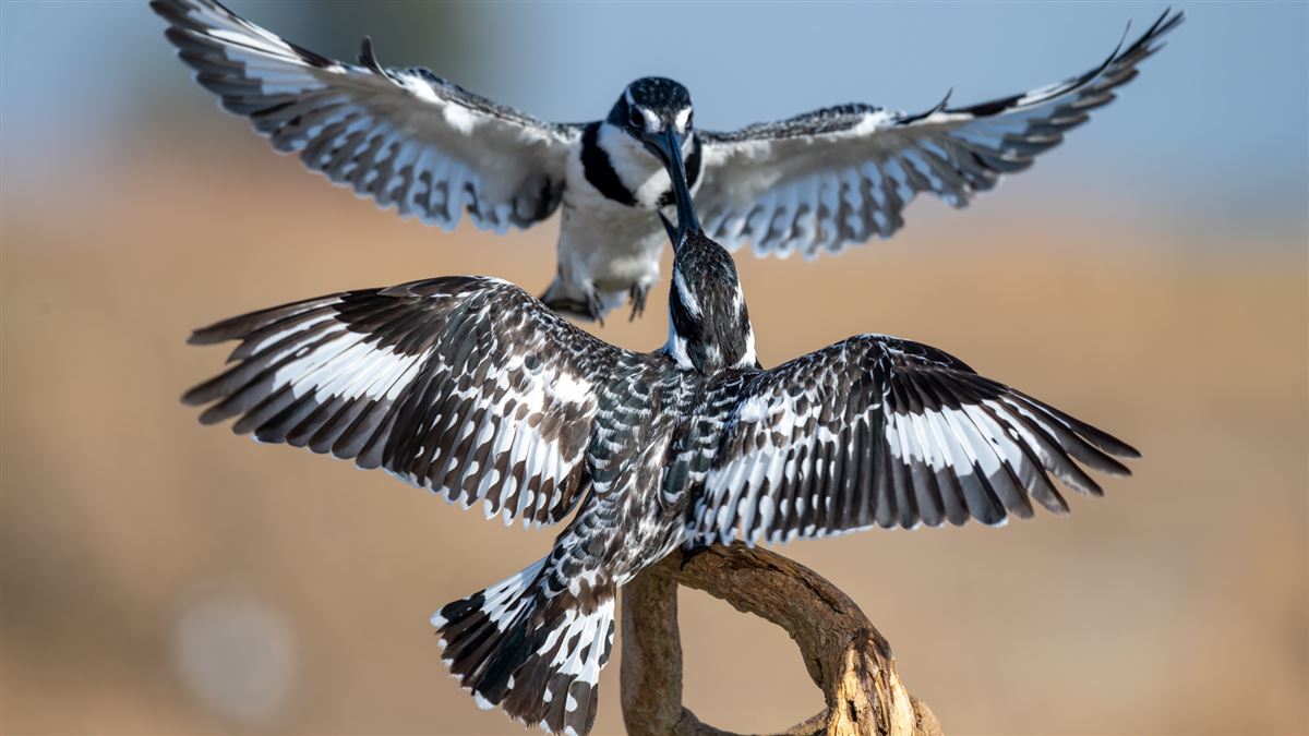 Pied Kingfisher