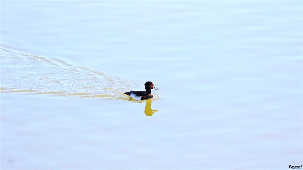 Tufted Duck