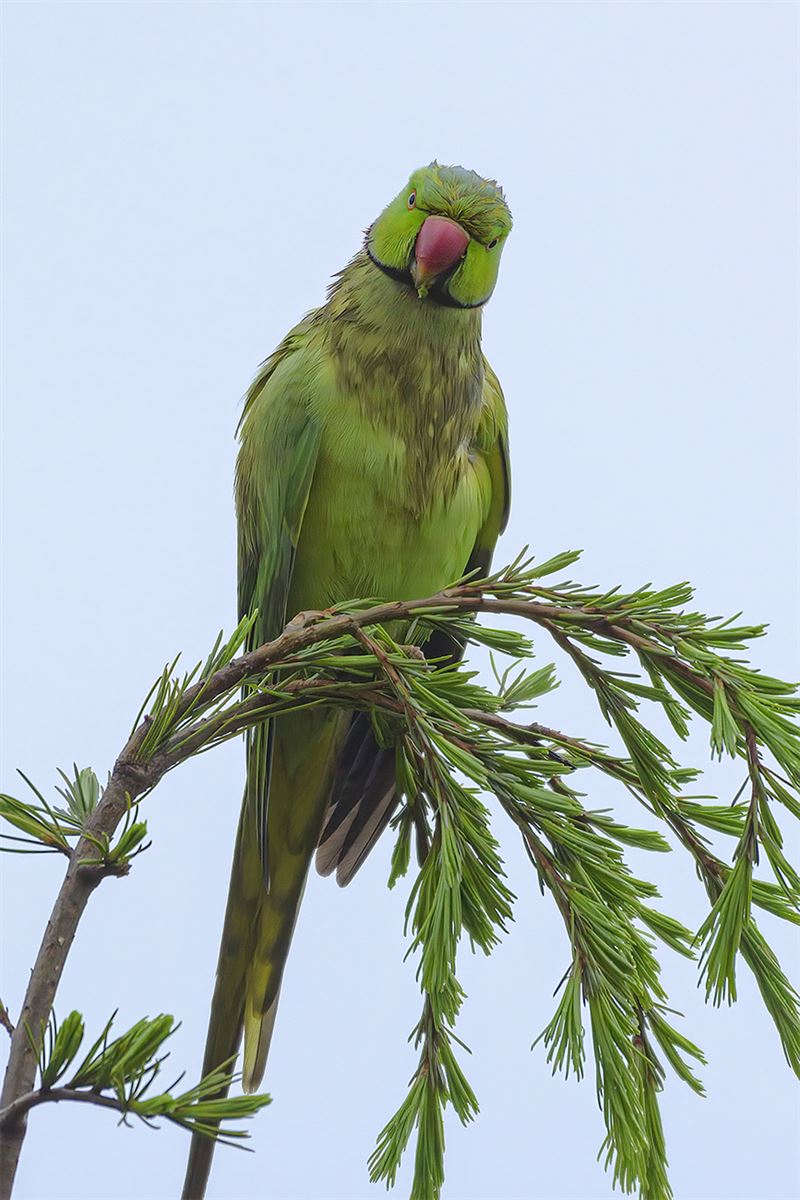Rose-ringed Parakeet