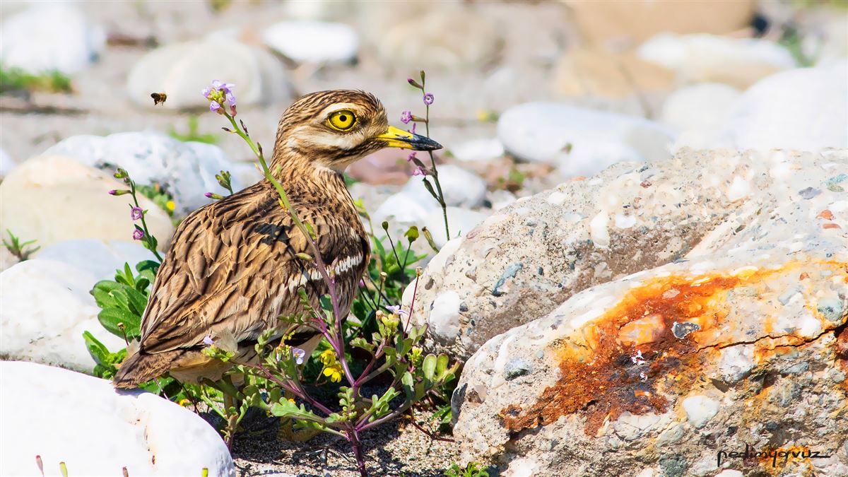 Eurasian Stone-curlew
