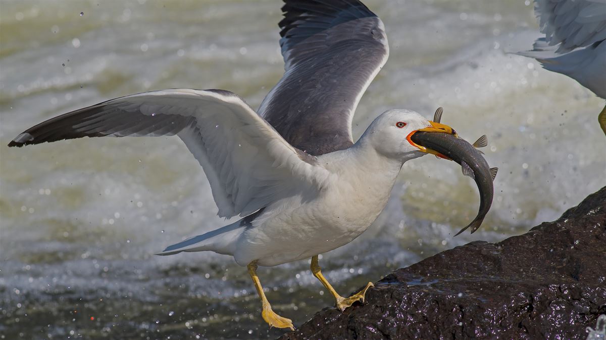 Armenian Gull