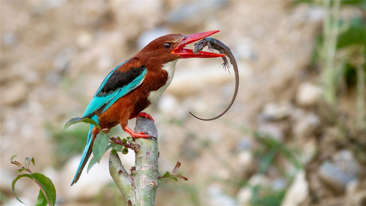 White-throated Kingfisher