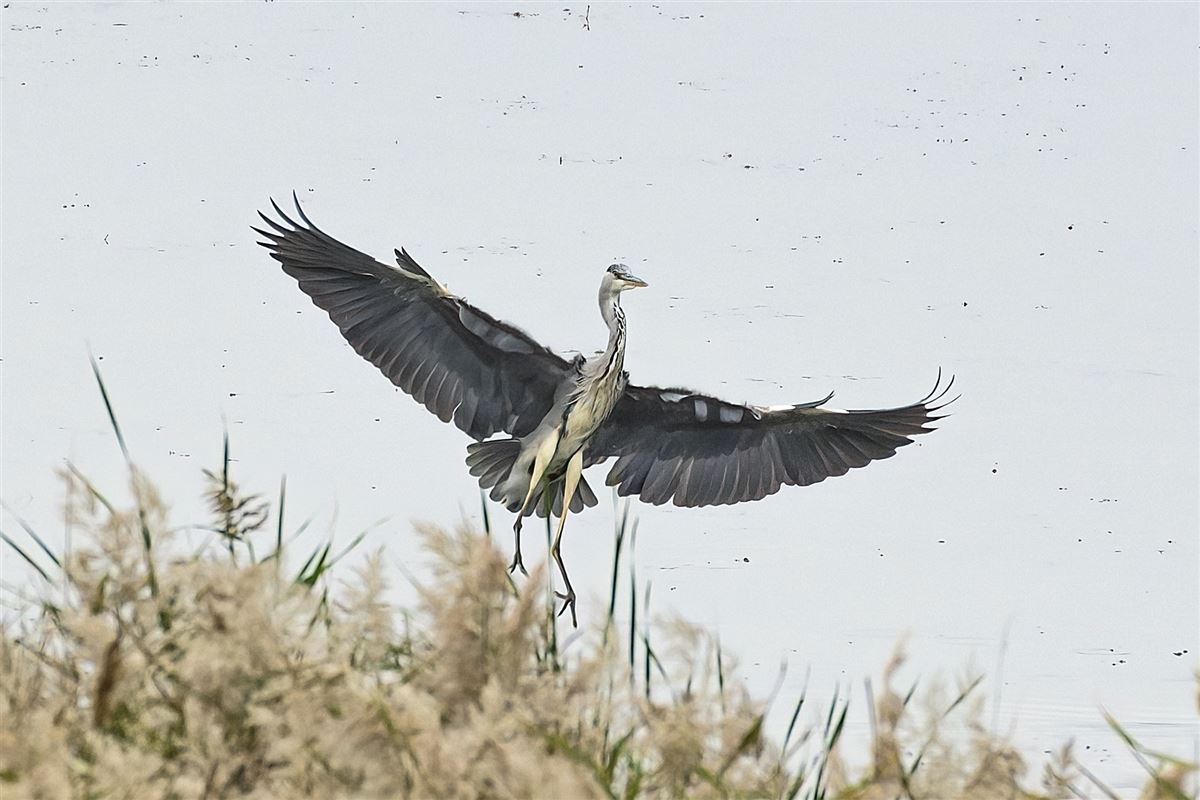 Grey Heron