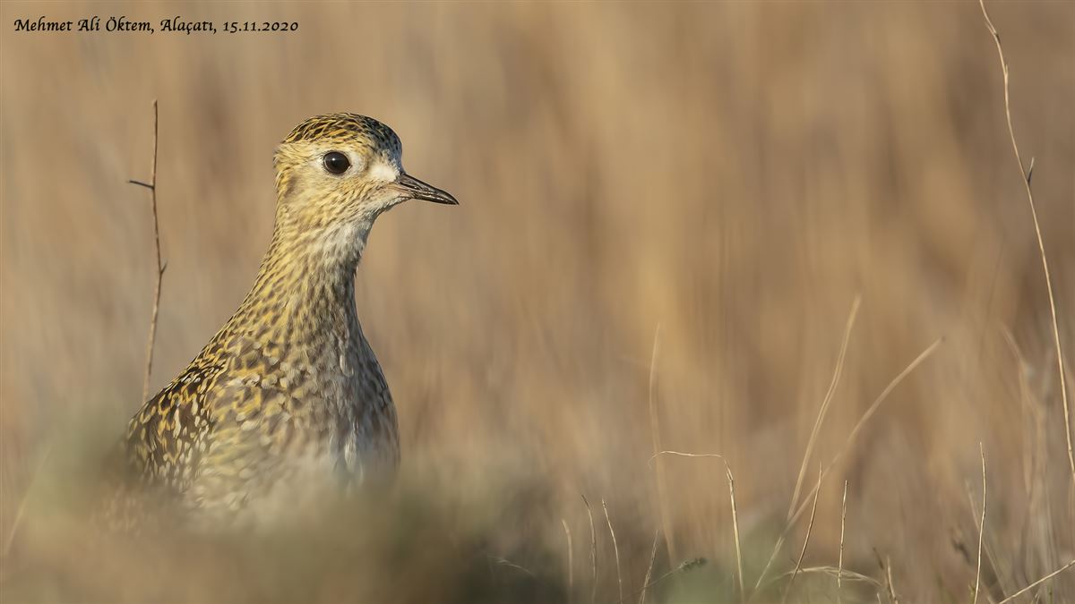 European Golden Plover