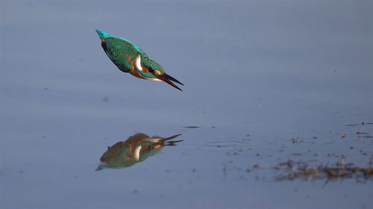 Common Kingfisher