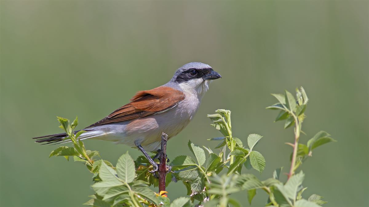 Red-backed Shrike