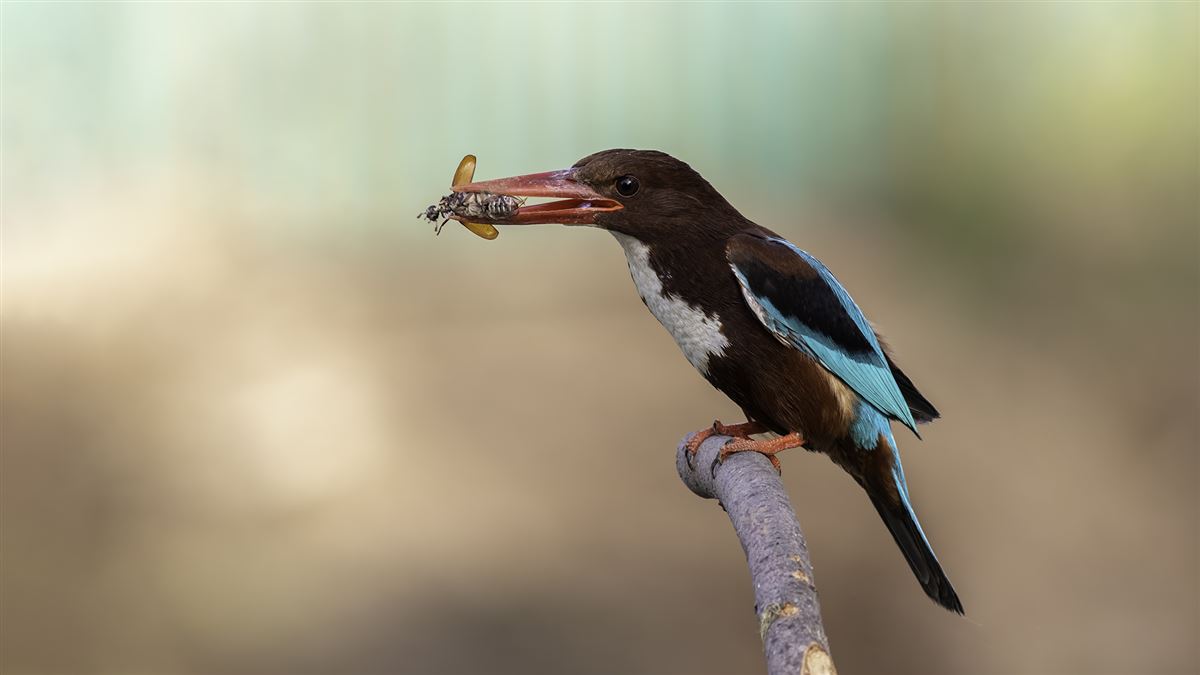 White-throated Kingfisher