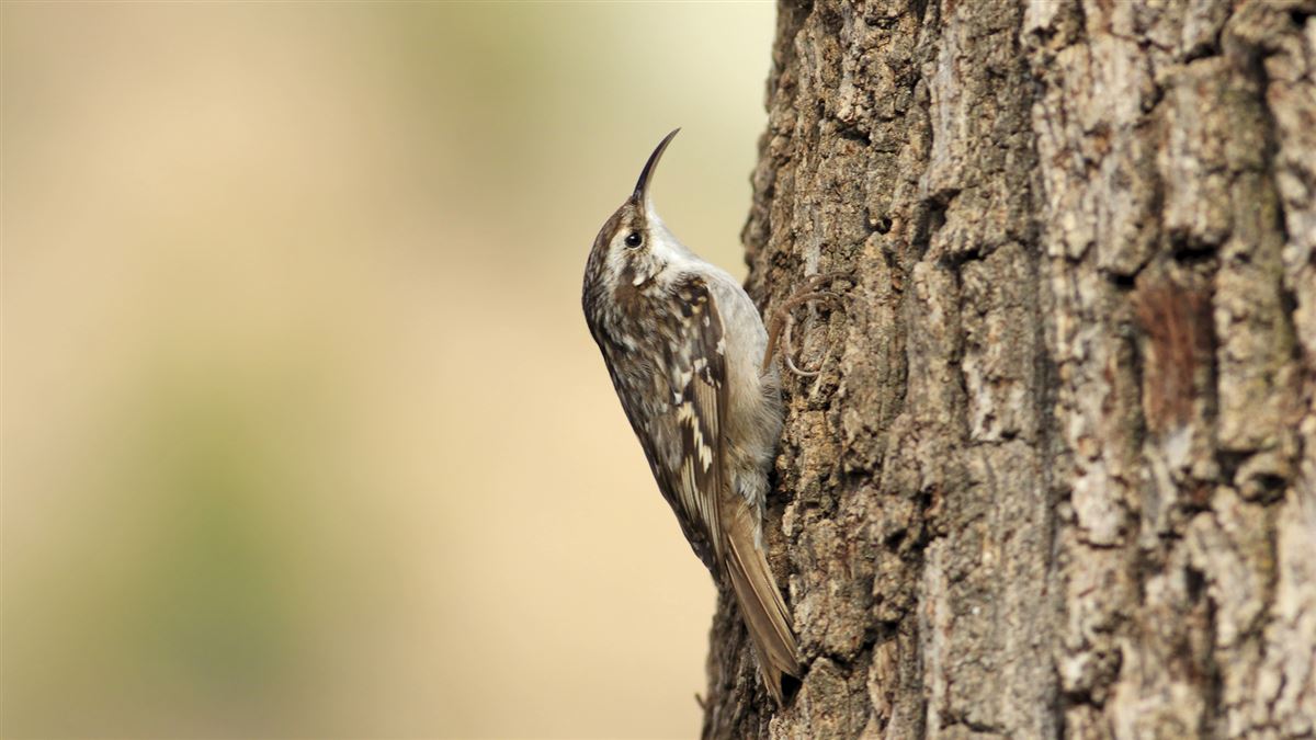 Short-toed Treecreeper