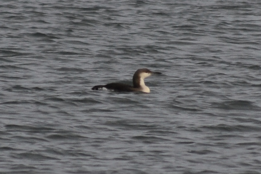 Black-throated Loon