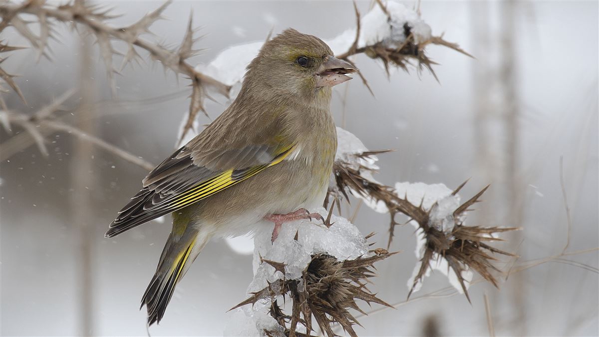 European Greenfinch
