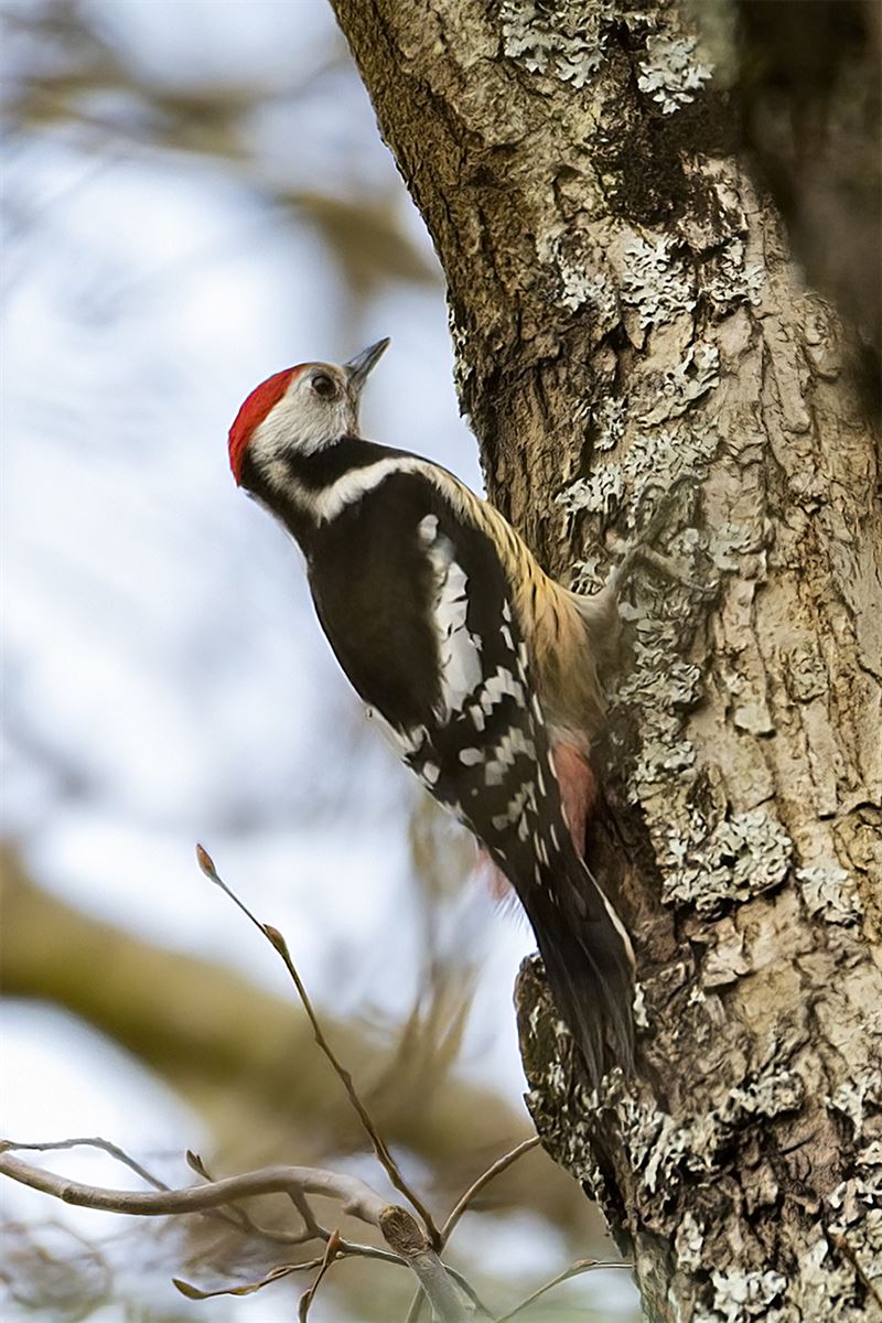 Middle Spotted Woodpecker