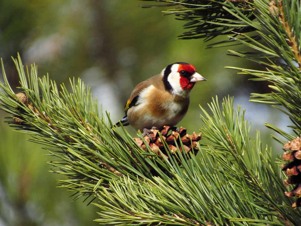 European Goldfinch