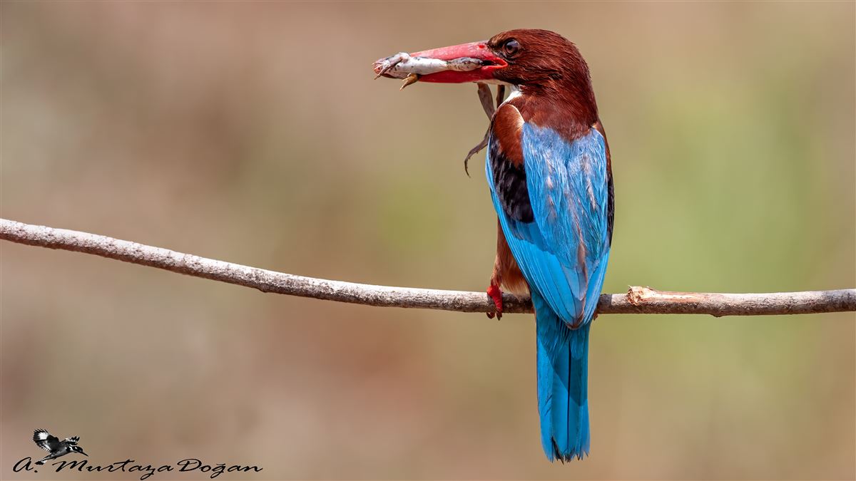 White-throated Kingfisher