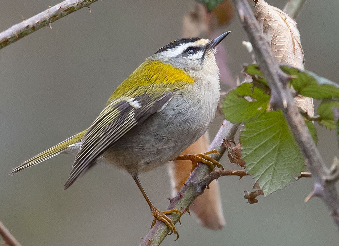 Common Firecrest
