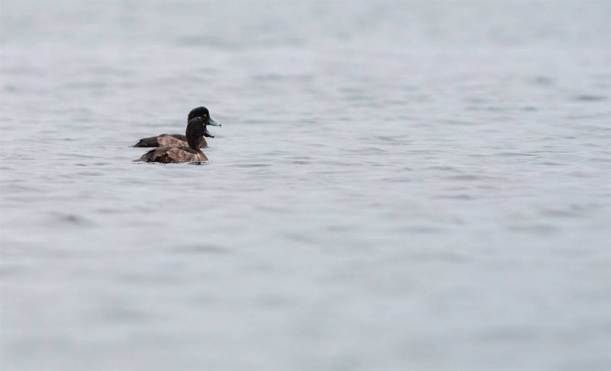 Tufted Duck