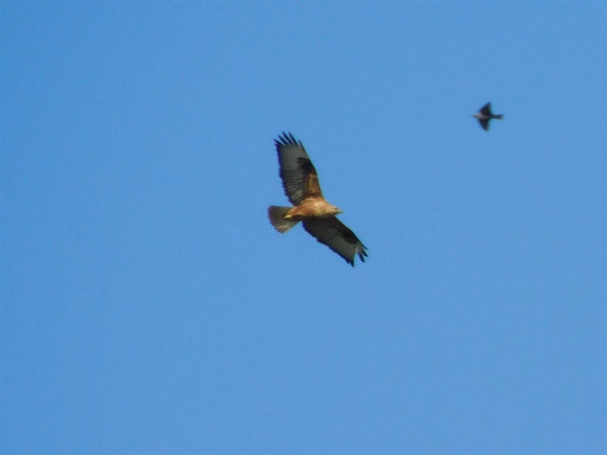 Long-legged Buzzard