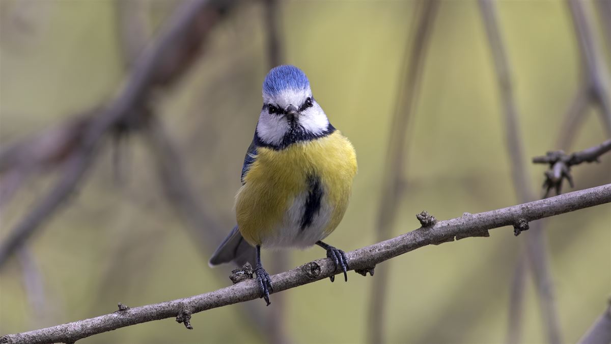 Eurasian Blue Tit