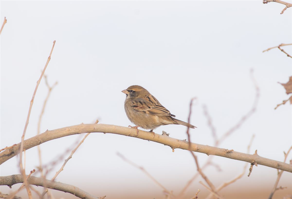 Dead Sea Sparrow