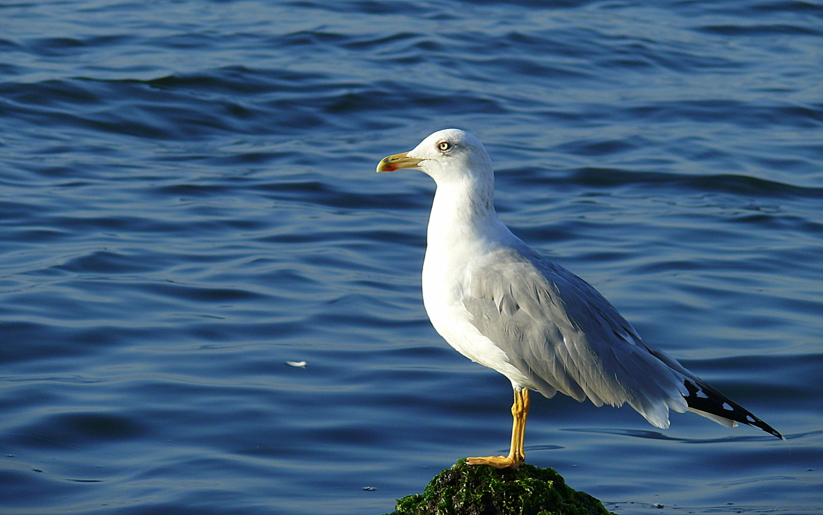 Yellow-legged Gull