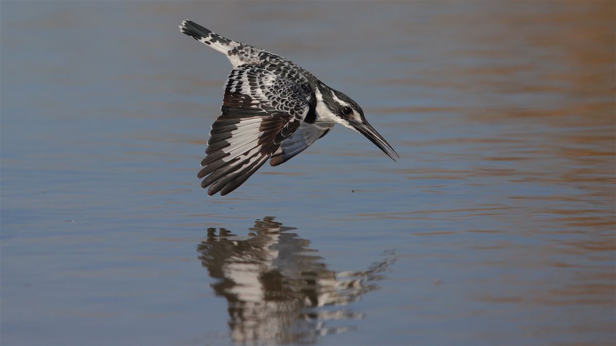 Pied Kingfisher