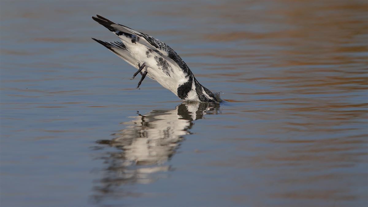 Pied Kingfisher